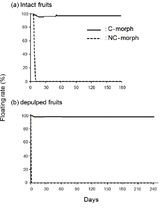 Fig. 4 -1. Floating ability between two morphs of Scaevola taccada (Gaerth.) Roxb. fruits in sea  water