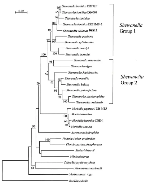図 4  16S rRNA 遺伝子の塩基配列を元にした Shewanella 属の進化系統樹 
