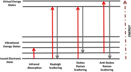 Figure 2.1.  An  energy  level  diagram  illustrating  the  transitions  occurring  during  Rayleigh  scattering  and  Stokes  and  anti-Stokes  Raman  scattering  (M