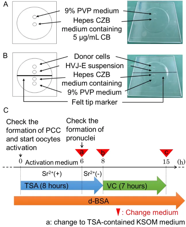 Figure 2. Somatic cell nuclear transfer procedures.   