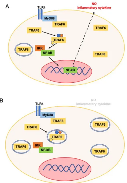 Fig. 6 p62-TRAF6 はオートファゴソームへ運ばれることで TLR シグナルは減弱する  炎症が発⽣している時(A)から炎症が終息に移⾏する時(B)、オートファジーが活性化し、 p62 の はたらきにより TRAF6 がオートファゴソームに輸送される。TRAF6 が分解されることにより