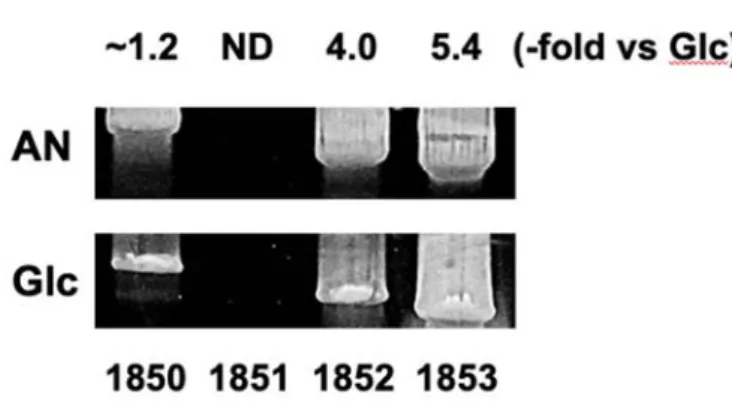 Fig. 9  アラビナン存在時の BLLJ_1850~BLLJ_1853 の遺伝⼦発現量 