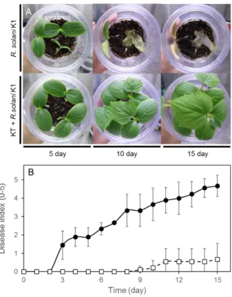 Fig. 15  KT によるキュウリ立枯病（ R. solani  ）の感染防除試験（未滅菌土壌） 