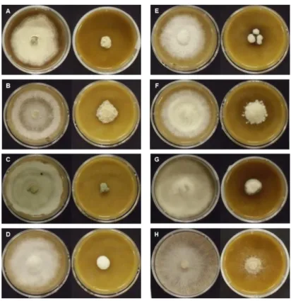 Fig. 3  RB14 固体発酵培養物を添加した培地による植物病原菌の抑制 