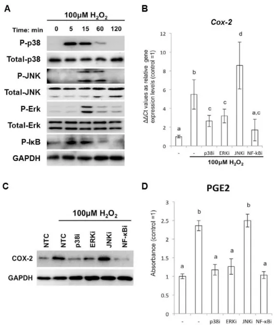 Fig8 ： H 2 O 2 添 加 に よ る 、 SF 細 胞 に お け る MAPKs お よ び IκB の リ ン 酸 化 を 介 し た Cox-2 お よ び PGE2 の 発 現