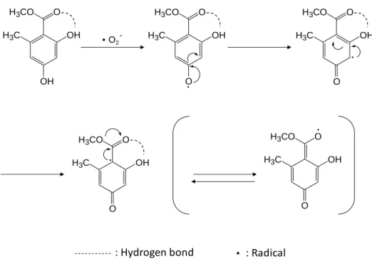 Fig.  2    Plausible  structure  of  methyl-2,4-dihydroxy-6-methylbenzoate  radical generated by active oygen
