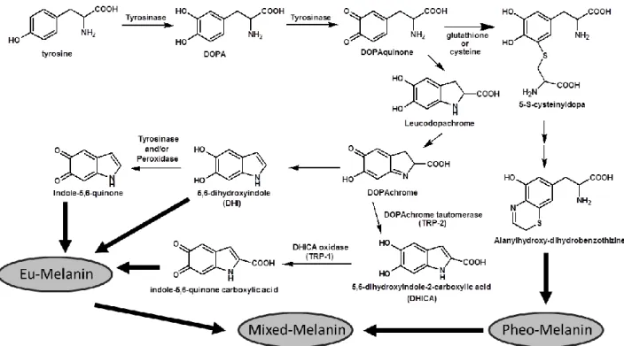 Figure 2. The melanogenic pathway. 