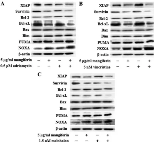 Figure 6. The combination of mangiferin and an anticancer drug increase the expression of Noxa, and decrease the expression of XIAP, survivin, and Bcl-xL  proteins