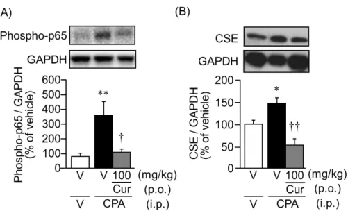 Fig.  8  Typical  photographs  of  Western  blotting  and  quantified  data  by  densitometry  are  shown