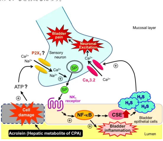 Fig. 9 A working hypothesis for the mechanisms of CPA-induced bladder pain in this study