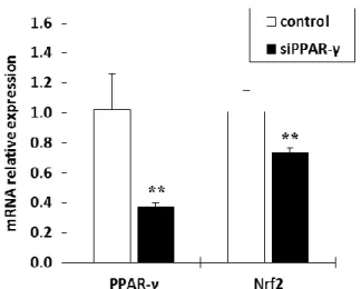 Figure 1-4.    Effects of siPPAR-γ on the mRNA expression level of PPAR-γ and Nrf2 in NHEKs
