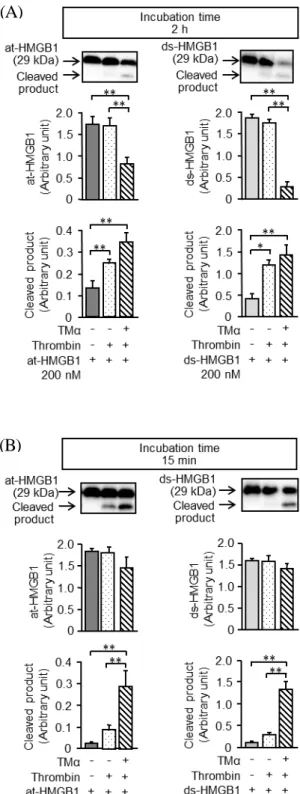 Fig. 1  Effects of TMα   on thrombin-induced cleavage of at-HMGB1 or ds-HMGB1. In the  absence or presence of TMα at 400 nM, at-HMGB1 or ds-HMGB1 at 200 nM (A) or 400 nM  (B) was incubated with thrombin at 2 U/mL for 2 h (A) or 15 min (B)