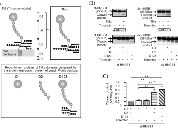 Fig. 6 Effects of  TMα  and yeast-generated recombinant proteins of human TM’s D1, D2 and  D123 on thrombin-dependent cleavage of at-HMGB1 or ds-HMGB1 in vitro