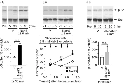 Fig.  5.  Phosphorylation  of  Src  in  response  to  NaHS,  but  not  dibutyryl  cyclic  AMP  (db-cAMP),  in  NG108-15  cells