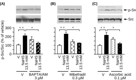 Fig.  6.  Effects  of  BAPTA/AM,  mibefradil  or  ascorbic  acid  on  the  NaHS-caused  phosphorylation  of  Src  in  NG108-15  cells