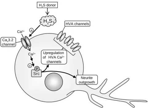 Fig.  8.  Possible  mechanisms  of  the  NaHS/H 2 S-induced  neuronal  differentiation  in  NG108-15  cells