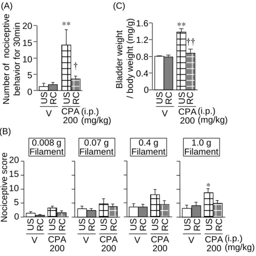 Fig. 10    Effect of RC stress on the bladder pain-like nociceptive behavior, referred hyperalgesia and increased  bladder weight caused by a low dose, 200 mg/kg, of CPA in mice
