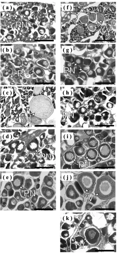 Fig. 6  Histological sections of ovaries of Seriola dumerili at  412 (a), 504 (b), 566 (c), 648  (d), 710 (e), 779 (f), 870 (g), 933 (h), 1017 (i), 1087 (j) and 1150 (k) days old 