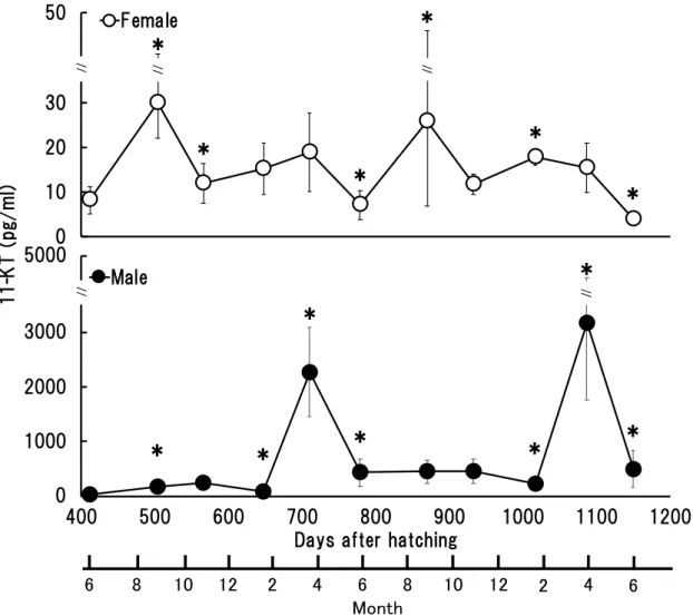 Fig. 9 Plasma 11-KT concentration of the sampled 1, 2 and 3-year-old male and female  Seriola dumerili 
