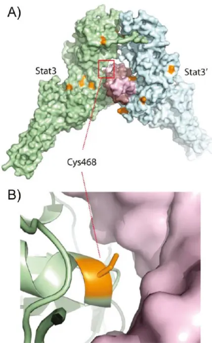 Figure 14. C48 (NSC-368262) の STAT3 への結合様式 ††