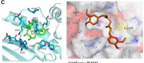 Figure 16. curcumin の結合部位 ‡‡
