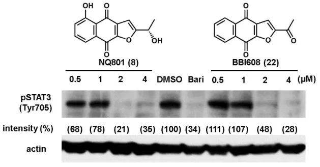 Figure 28. MDA-MB-231 に対する STAT3 リン酸化抑制作用 