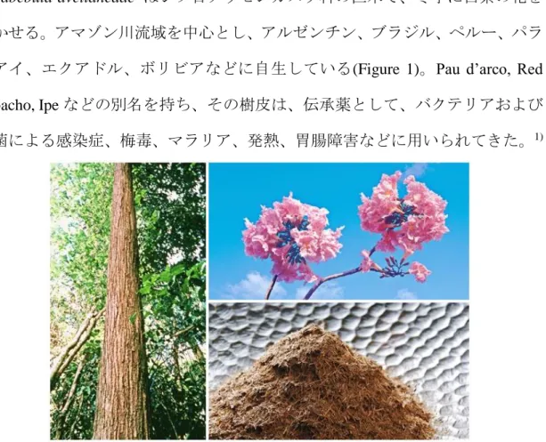 Figure 1. Tabebuia avellanedae 
