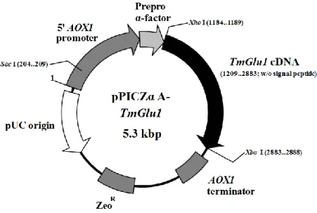 Fig. 1. Recombinant P. pastoris expression plasmids pPICzαA-TmGlu1 constructed for  the TmGlu1 gene from T