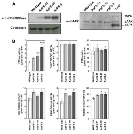 Figure II-2.    Creation of the transgenic plants.   