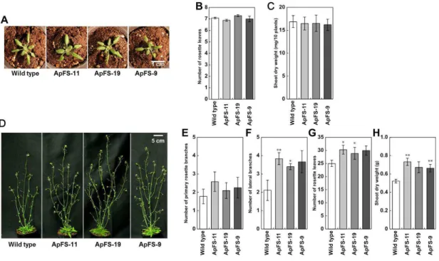 Figure II-3.    Phenotypes of wild-type and ApFS plants. 