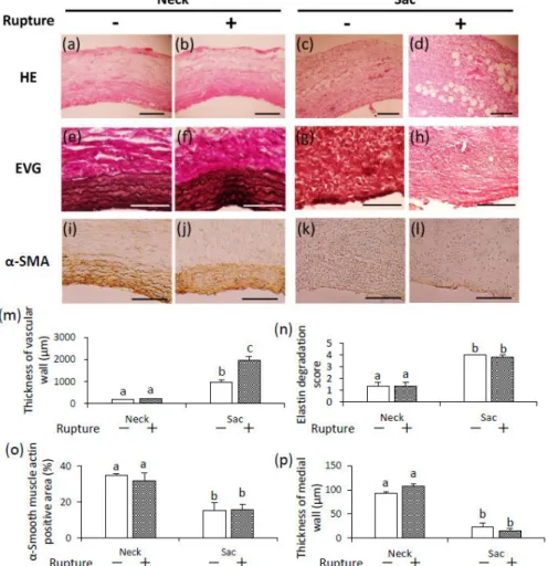 Figure 6 Thickness of vascular wall, elastin degradation score, and thickness of medial wall