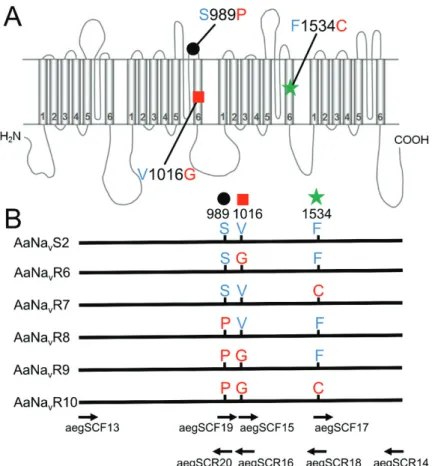 Figure 1-1. Mutations of Aedes aegypti Vssc investigated in this study. 
