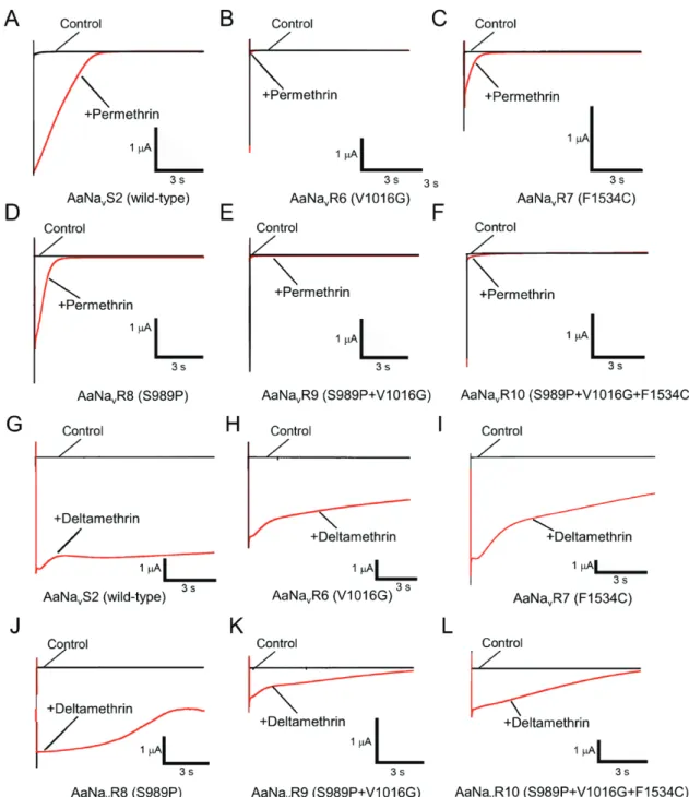 Figure 1-3. Pyrethroid-induced tail currents from oocytes injected with various types of  Vssc