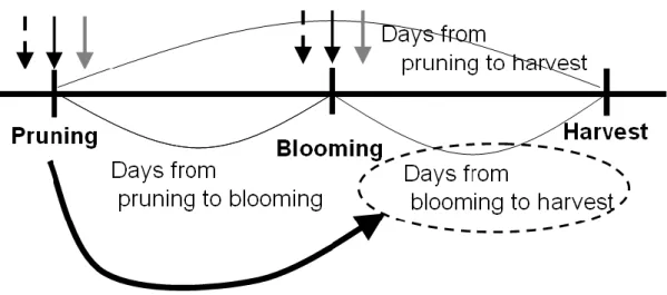 Fig. II-2. Point of view and hypothesis in this study about hop cultivation period 
