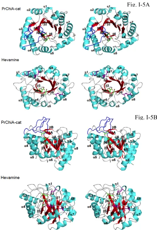 Figure I-5. Stereo views of the crystal structures of PrChiA-cat and hevamine. A: views  from the top of the (β/α) 8  barrel