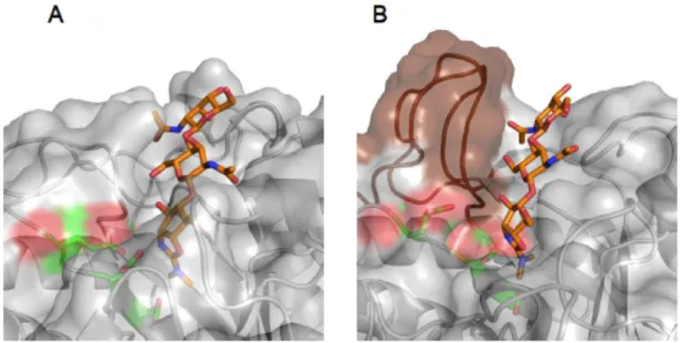 Figure I-6. A: Crystal structure of hevamine in complex with allosamidin (PDB code: 