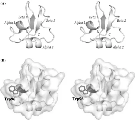 Fig. II-2 Stereo views of the crystal structure of VcLysM2. Ribbon representation of the  main  chain  structure  (a)  and  the  surface  model  of  the  entire  structure  (b)