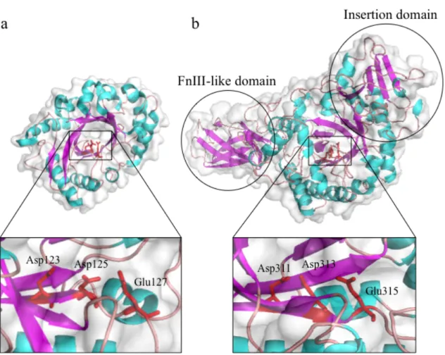 Figure  I-2.  Crystal  structures  of  hevamine  and  SmChiA.  β-strands  are  colored  as  magenta,  α-helices  are  as  cyan  and  loop  regions  are  colored  as  pink