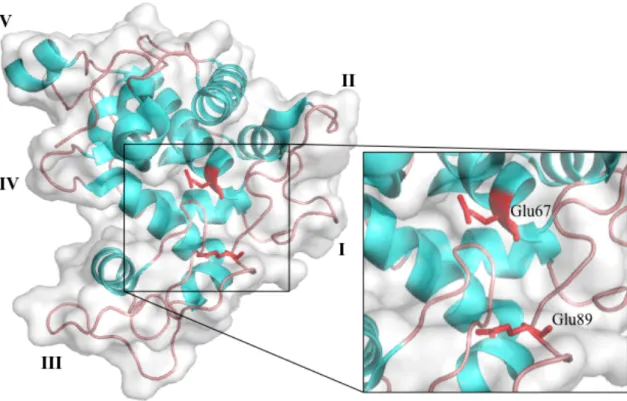 Figure  I-3.  The  first  GH19  chitinase  structure  (PDB  ID:  2BAA).  The  loop  structures  (loop  I-V)  are  indicated  by  roman  numerals