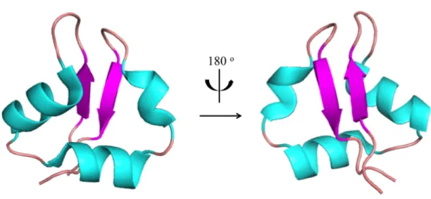 Figure  I-4.  The  first  structure  of  LysM  determined  by  NMR.  β-strands  are  colored  as  magenta, α-helices are as cyan and loop regions are colored as pink