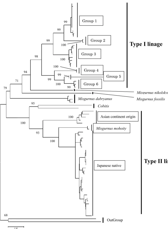Fig. 9 NJ tree based on cyt b sequence (1014 bp) among Misgurnus anguillicaudatus  and its related species