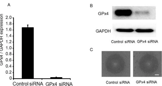 Figure 3. Knockdown of GPx4 siRNA in HUVEC. (A) Knockdown efficiency evaluated by  mRNA levels (n = 4)