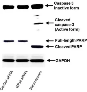 Figure 7. The influence of GPx4 knockdown on caspase-3 activation in HUVEC. The  activation of caspase-3 was detected by immunoblot analysis using specific  antibodies for caspase-3 and PARP