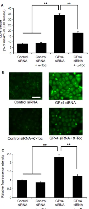 Figure 9. α-tocopherol rescues cytotoxic effects of GPx4 knockdown in corneal epithelial cells