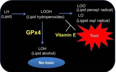 Figure  2.  Regulation of redox signaling, lipid hydroperoxides, as intracellular  messengers by GPx4 and vitamin E