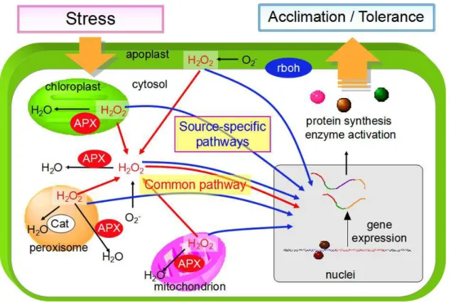 Figure I-2.    Sub-cellular distribution of ROS mediated-oxidative signaling pathway. 