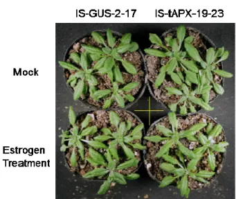 Figure II-2.    Effect of lack of tAPX on cold acclimation under LL.     