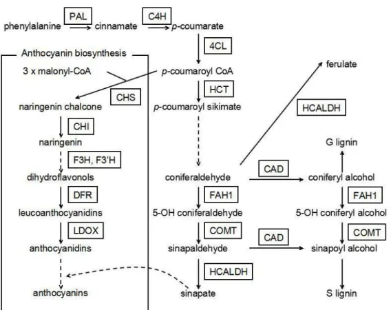 Figure III-I-1.    The phenylpropanoid pathway and the biosynthesis of anthocyanin.   