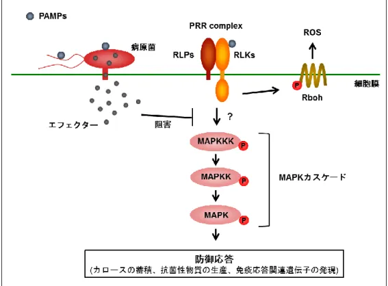図 1.  植物の免疫応答誘導モデル 