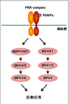 図 2-1.  シロイヌナズナの免疫応答におけるシグナル伝達経路 